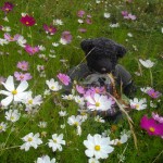 Black bear in the flowers