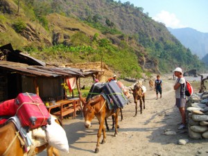 Donkey transport